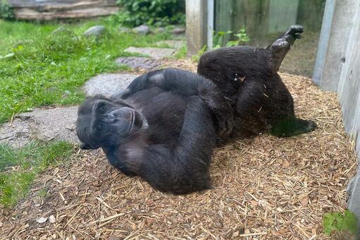 Ein Gorilla liegt mit ausgestreckten Beinen gemütlich auf einer Fläche mit kleinen Holzstücken