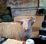 Das Alpakaprojekt der NBS