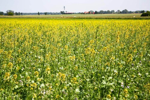 Ostseeländer Bio-Bauernhof Ein Feld voller blühender Pflanzen auf unserem Bio-Bauernhof