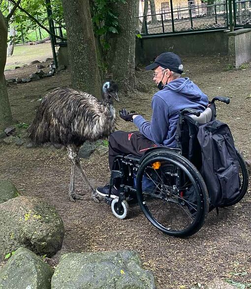 Ein Mann sitzt in einem Rollstuhl und füttert einen Strauß aus der Hand