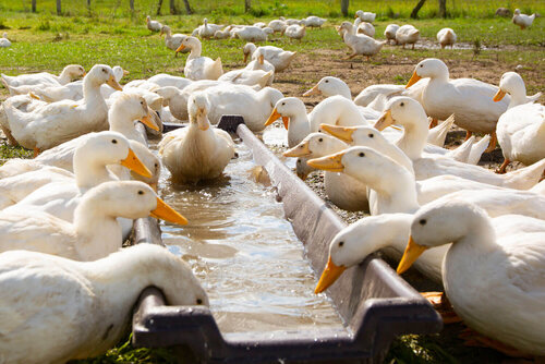 Viele Gänse trinken aus einer Tränke mit Frischwasser