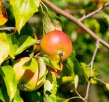 Zwei Äpfel hängen an einem Apfelbaum unter Blättern